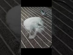 Vedi Perché Scegliere Polvere MSM 40-80 Mesh Testata con Metodologia GC con Metalli Pesanti Totali 3